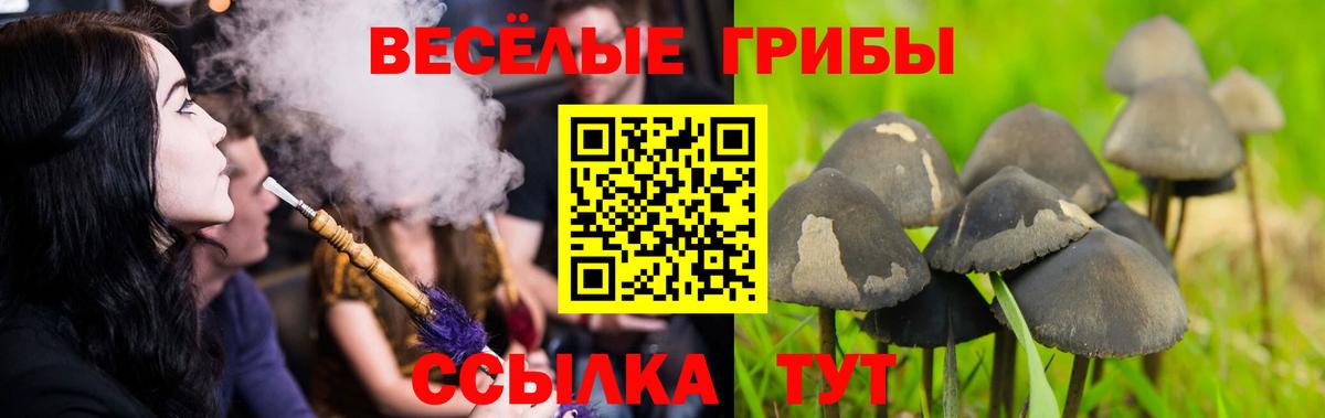 Псилоцибиновые грибы Cubensis Нарьян-Мар